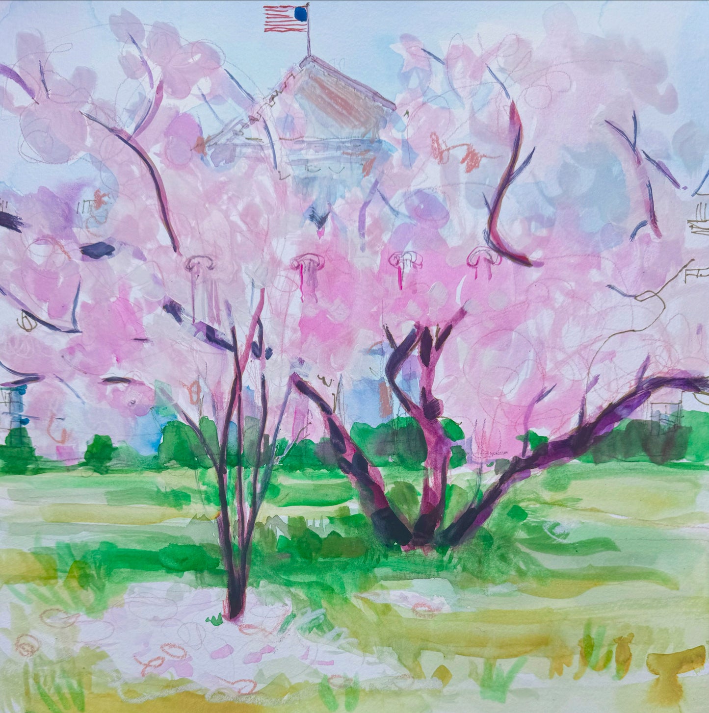 White House cherry trees